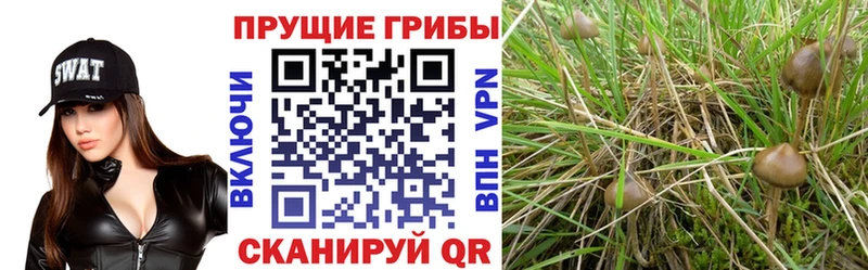 как найти закладки  Бирюсинск  Галлюциногенные грибы прущие грибы 